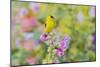 American goldfinch male on hollyhock, Marion County, Illinois.-Richard & Susan Day-Mounted Photographic Print