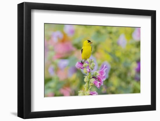 American goldfinch male on hollyhock, Marion County, Illinois.-Richard & Susan Day-Framed Photographic Print