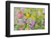 American goldfinch male on hollyhock, Marion County, Illinois.-Richard & Susan Day-Framed Photographic Print