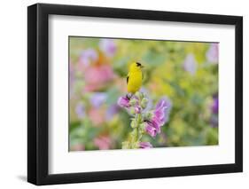 American goldfinch male on hollyhock, Marion County, Illinois.-Richard & Susan Day-Framed Photographic Print