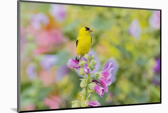 American goldfinch male on hollyhock, Marion County, Illinois.-Richard & Susan Day-Mounted Photographic Print