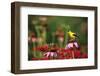 American Goldfinch Male on Purple Coneflower, in Flower Garden, Marion County, Illinois-Richard and Susan Day-Framed Photographic Print