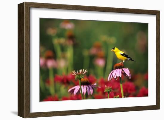 American Goldfinch Male on Purple Coneflower, in Flower Garden, Marion County, Illinois-Richard and Susan Day-Framed Photographic Print