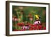 American Goldfinch Male on Purple Coneflower, in Flower Garden, Marion County, Illinois-Richard and Susan Day-Framed Photographic Print