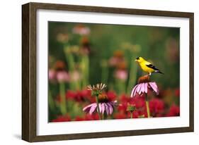 American Goldfinch Male on Purple Coneflower, in Flower Garden, Marion County, Illinois-Richard and Susan Day-Framed Photographic Print