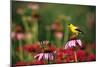 American Goldfinch Male on Purple Coneflower, in Flower Garden, Marion County, Illinois-Richard and Susan Day-Mounted Photographic Print