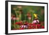 American Goldfinch male on Purple Coneflower in flower garden, Marion County, Illinois-Richard & Susan Day-Framed Photographic Print