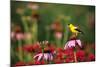 American Goldfinch male on Purple Coneflower in flower garden, Marion County, Illinois-Richard & Susan Day-Mounted Photographic Print