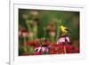 American Goldfinch male on Purple Coneflower in flower garden, Marion County, Illinois-Richard & Susan Day-Framed Photographic Print