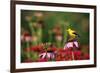 American Goldfinch male on Purple Coneflower in flower garden, Marion County, Illinois-Richard & Susan Day-Framed Photographic Print