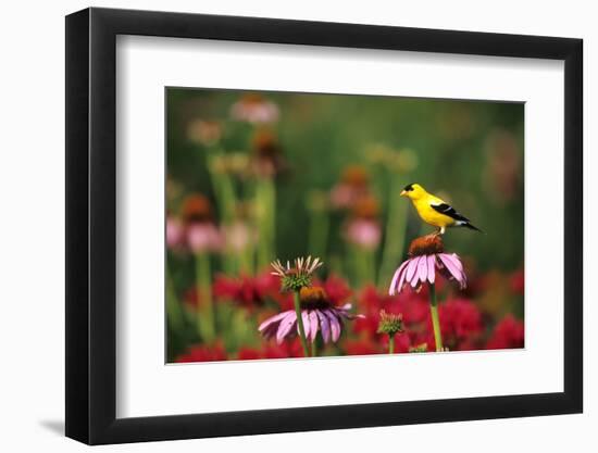 American Goldfinch male on Purple Coneflower in flower garden, Marion County, Illinois-Richard & Susan Day-Framed Photographic Print