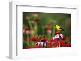American Goldfinch male on Purple Coneflower in flower garden, Marion County, Illinois-Richard & Susan Day-Framed Photographic Print
