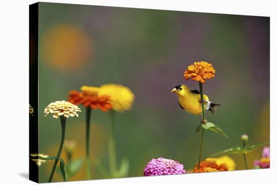 American Goldfinch Male on Zinnia, Marion County, Illinois-Richard and Susan Day-Stretched Canvas