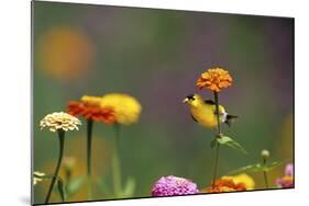 American Goldfinch Male on Zinnia, Marion County, Illinois-Richard and Susan Day-Mounted Photographic Print