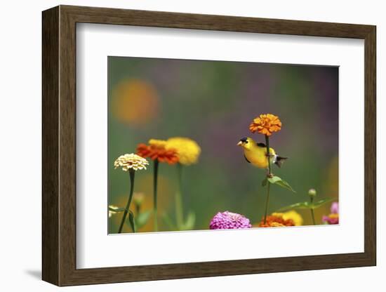 American Goldfinch Male on Zinnia, Marion County, Illinois-Richard and Susan Day-Framed Photographic Print