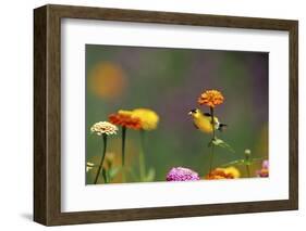 American Goldfinch Male on Zinnia, Marion County, Illinois-Richard and Susan Day-Framed Photographic Print