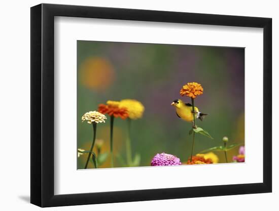 American Goldfinch Male on Zinnia, Marion County, Illinois-Richard and Susan Day-Framed Photographic Print