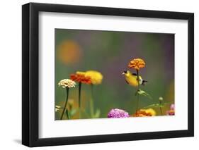 American Goldfinch Male on Zinnia, Marion County, Illinois-Richard and Susan Day-Framed Photographic Print