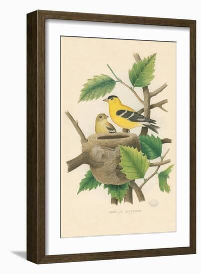 American Goldfinch Nest and Eggs-null-Framed Art Print