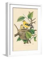 American Goldfinch Nest and Eggs-null-Framed Art Print