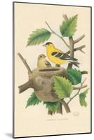 American Goldfinch Nest and Eggs-null-Mounted Art Print