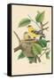 American Goldfinch Nest and Eggs-null-Framed Stretched Canvas