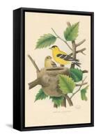 American Goldfinch Nest and Eggs-null-Framed Stretched Canvas