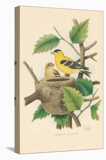 American Goldfinch Nest and Eggs-null-Stretched Canvas