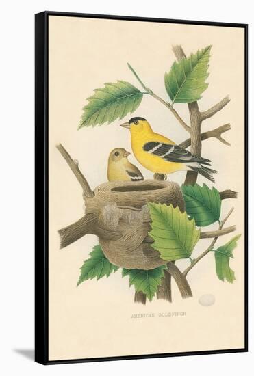 American Goldfinch Nest and Eggs-null-Framed Stretched Canvas