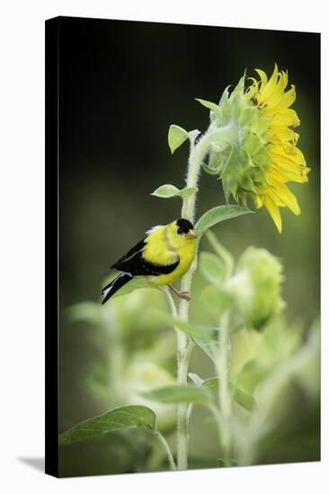 American Goldfinch-Gary Carter-Stretched Canvas