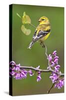 American Goldfinch-Lantern Press-Stretched Canvas