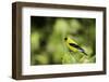 American Goldfinch-Gary Carter-Framed Photographic Print