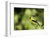 American Goldfinch-Gary Carter-Framed Photographic Print