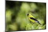 American Goldfinch-Gary Carter-Mounted Photographic Print