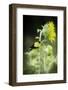 American Goldfinch-Gary Carter-Framed Photographic Print