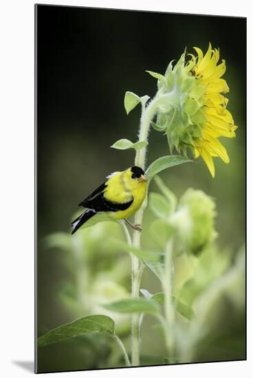 American Goldfinch-Gary Carter-Mounted Photographic Print
