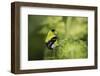 American Goldfinch-Gary Carter-Framed Photographic Print