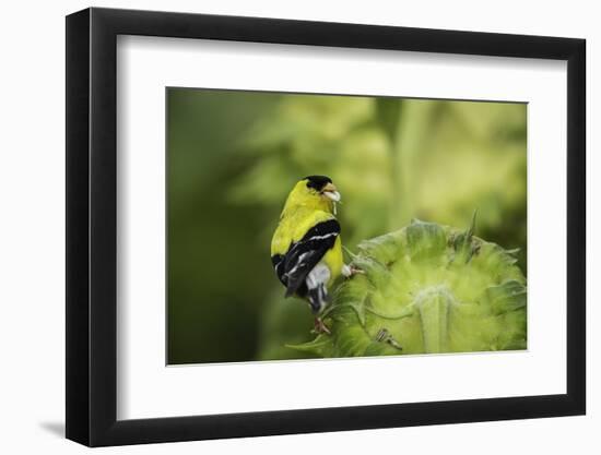 American Goldfinch-Gary Carter-Framed Photographic Print