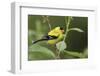 American Goldfinch-Ken Archer-Framed Photographic Print