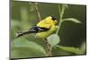 American Goldfinch-Ken Archer-Mounted Photographic Print