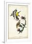 American Goldfinch-John James Audubon-Framed Art Print