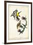 American Goldfinch-John James Audubon-Framed Art Print