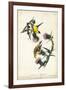 American Goldfinch-John James Audubon-Framed Art Print