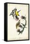 American Goldfinch-John James Audubon-Framed Stretched Canvas