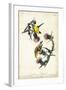 American Goldfinch-John James Audubon-Framed Art Print