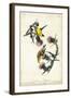 American Goldfinch-John James Audubon-Framed Art Print