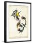 American Goldfinch-John James Audubon-Framed Art Print