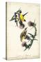 American Goldfinch-John James Audubon-Stretched Canvas