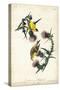 American Goldfinch-John James Audubon-Stretched Canvas