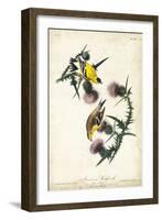 American Goldfinch-John James Audubon-Framed Art Print